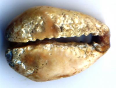 post-19399-132785494546_thumb.jpg