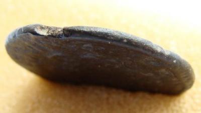 dsc07140.thumb.jpg.391154073ab5a2a451b690a37dd1d7a5.jpg