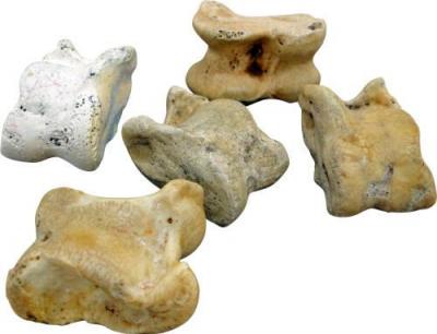 toy-real-knucklebones.thumb.jpg.e658c89d822b406300c4a120db142617.jpg