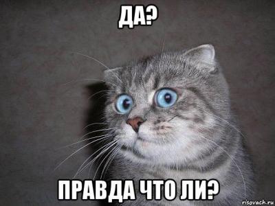 udivlyonnyy-kot_74669593_orig_.jpg