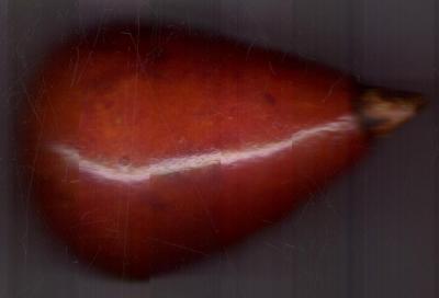izobrazhenie.thumb.jpg.12ee8c5967ce238703ff440182feb6a2.jpg