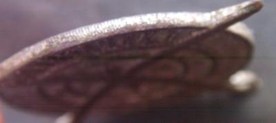 ST830983.JPG