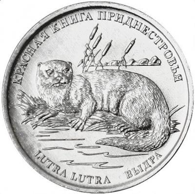 выдра1.JPG