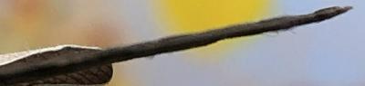 img_8517.moQB4.jpg