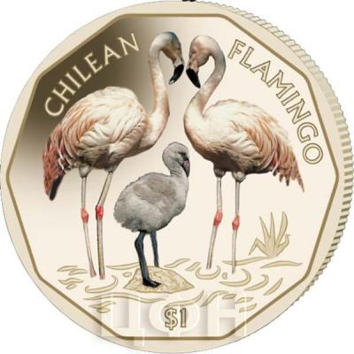 2019, Виргинские острова 1 доллар «CHILEAN FLAMINGO» (реверс).jpg