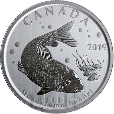 2019, Канада 50 центов «Moxostoma hubbsi» (реверс).jpg