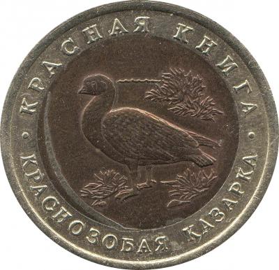 казарка-брак-1.jpg