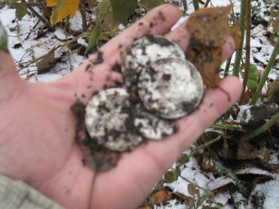 Изображение 119521.jpg