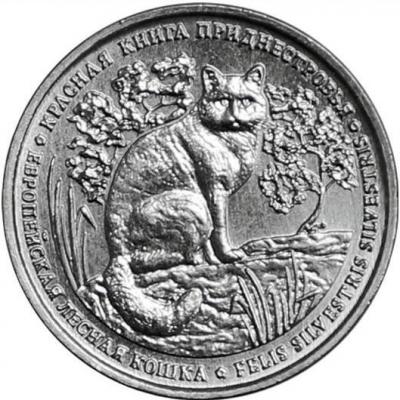 кошка пмр3.JPG