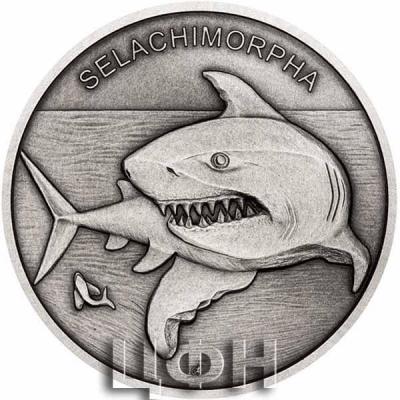 «SELACHIMORPHA» (2).jpg