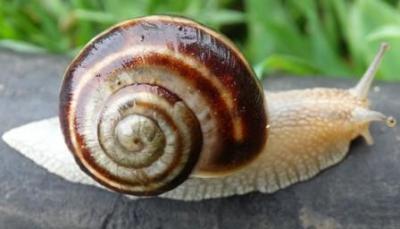 helix.sp.JPG