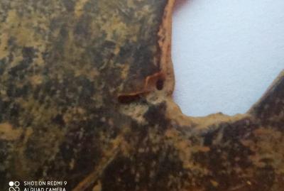 IMG_20201108_085625.jpg