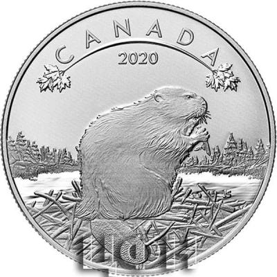 «0.5 oz. Pure Silver Coin - O Canada! 6-coin Series - The Beaver».jpg