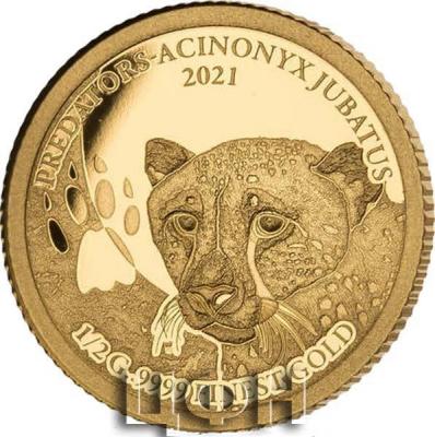 «PREDATORS» «ACINONYX JUBATUS».jpg