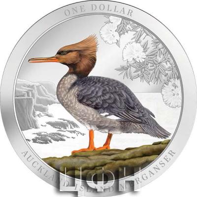 «AUCKLAND ISLAND MENGANSER».jpg