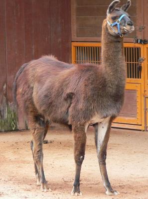 LLama.jpg