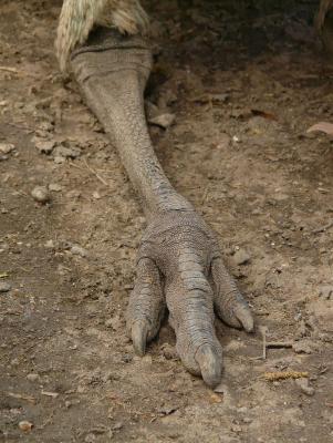 emu-foot-claw-bird.thumb.jpg.9e8735d8ddf41044b4ab527258d20a2e.jpg
