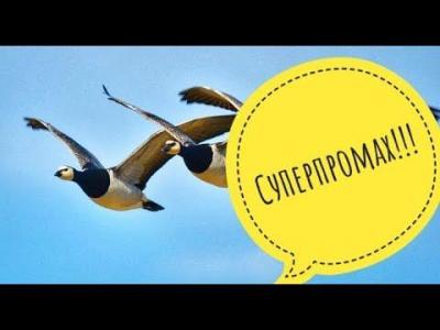 superpromah.thumb.jpg.c621f38858d75bd991765a18d44bdcce.jpg