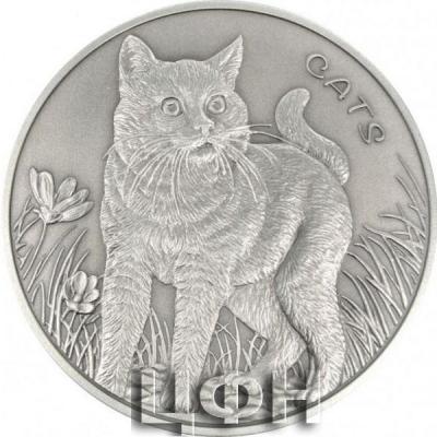 «Fiji CATS 1. Ausgabe 2022 5 oz Silber, Antik Finish».JPG