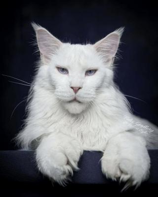 mainecoon_kutee-11052022-0001.jpg
