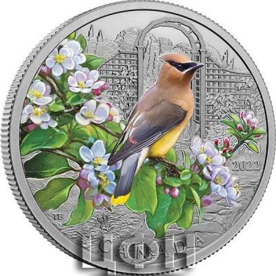 «CEDAR WAXWING Colourful Birds 1 Oz Silver Coin 20$ Canada 2022».JPG