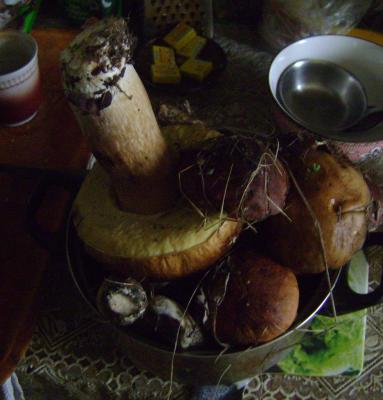 dsc01310.thumb.jpg.3e3448cefec9d6421c66babd63f6e120.jpg