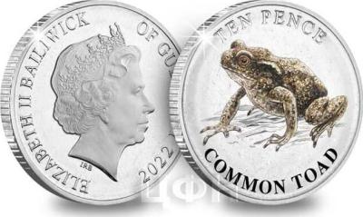 «COMMON TOAD».jpg