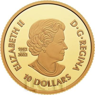 «Pure Gold Coin – The Curious Marten».jpg