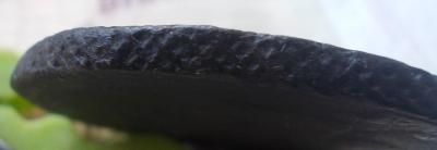 005.JPG