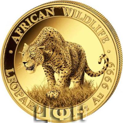 «2023 AFRICAN WILDLIFE - GOLD LEOPARD».jpg