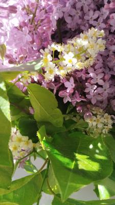 IMG_20230522_183355.jpg