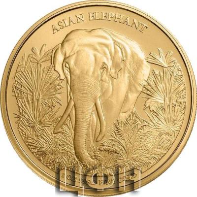 «2023 Cambodia 1 oz Gold Coin Asian Elephant BU».jpg