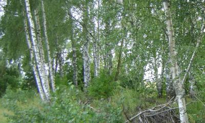 dsc01958.thumb.jpg.bce7ae3d50dc5d013b817f91d46606f9.jpg