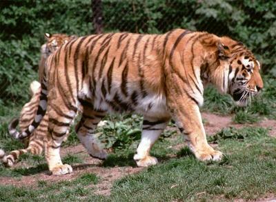 tiger (1235).jpg