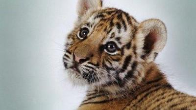 letopisi.org_amurskii_tigr_rossiya.thumb.jpg.d0d97216fc794cfeeedc221387426e35.jpg