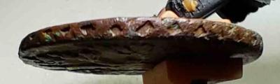 IMG_20240117_182727_rOFI1w0U9P.jpeg