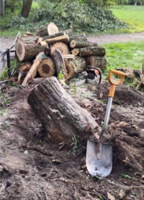 5-1815tree.thumb.jpg.f7cea1f93b294dfa187827593e73e86d.jpg