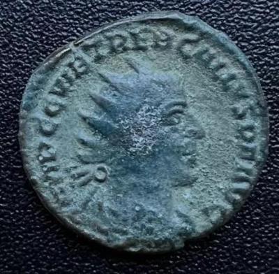 5__trebonianus_gallus.thumb.jpg.37c4f45363f8a93e2630ba8e62eb6e8d.jpg