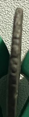 IMG_2828.jpeg