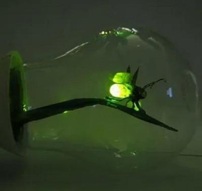 firefly...thumb.jpg.0961a6e4c06d786004b4072c51ffe36e.jpg