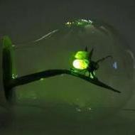 Firefly