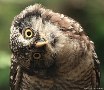 Сова с головой набок 2.jpg