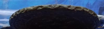 IMG_20260408_142642.jpg