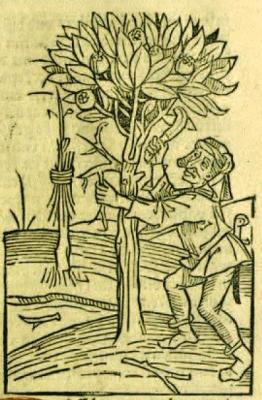 Heppelyn_crescentiis_1493.jpg