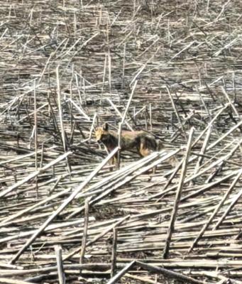 img_20260502_104606_edit_65715872126429.thumb.jpg.fea819c97e6e9a7e3d05dc14e12f5b71.jpg