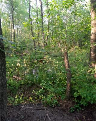 IMG_20260610_180803_684.jpg
