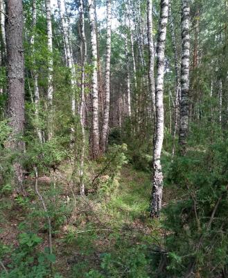 IMG_20260617_150611_69.jpg