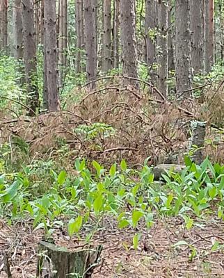 IMG_20260625_132624_829.jpg