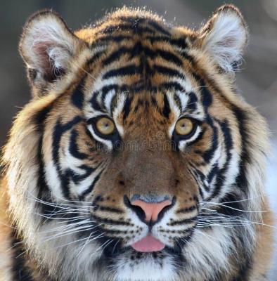 golova-tigra-47143817.thumb.jpg.3fd9766c6a3dbcda121ad44f1fac860f.jpg